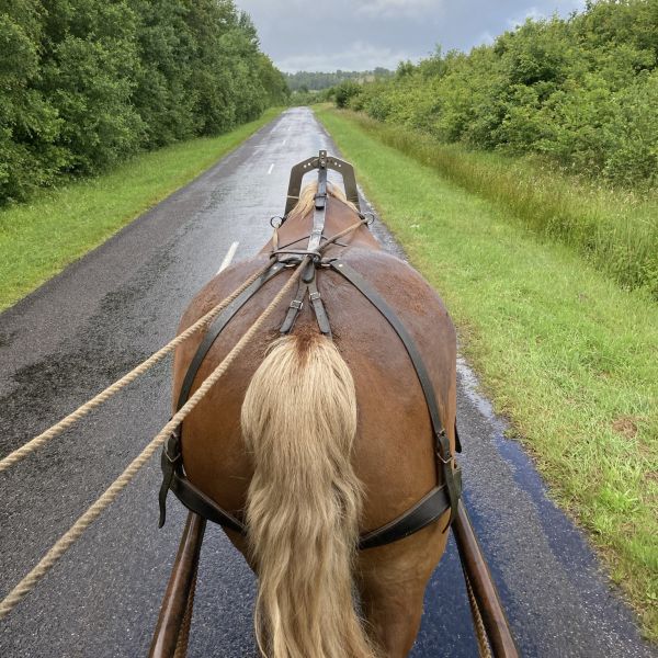 Planwagen-Urlaub in den Vogesen - Frankreich