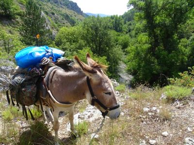 eselwandern esel trgt gepck