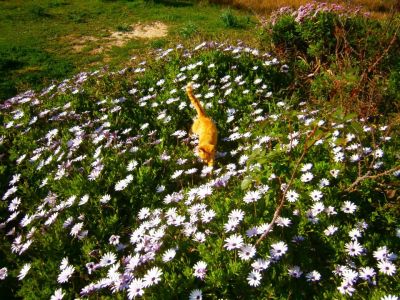 Bio-Bauernhof Agrotourismus Korfu Vraganiotika - Katze