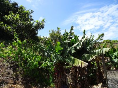 Wandern ohne Gepck auf Madeira