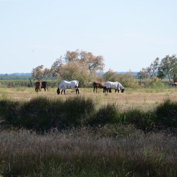 Familienurlaub im Landhaus Mas Fonrouge - Camargue/Sdfrankreich