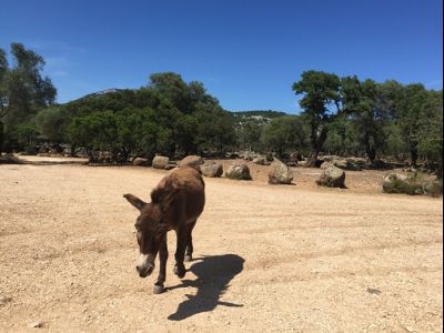 Sardinien Wandern Esel