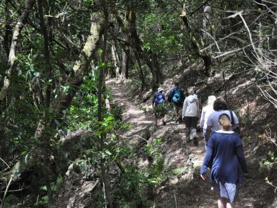 wandern la gomera nebelwald