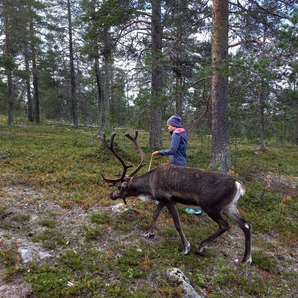 Sommerabenteuer am Polarkreis - Familienurlaub in Lappland