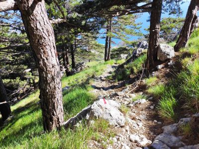 albanien llogara nationalpark wandern kiefern