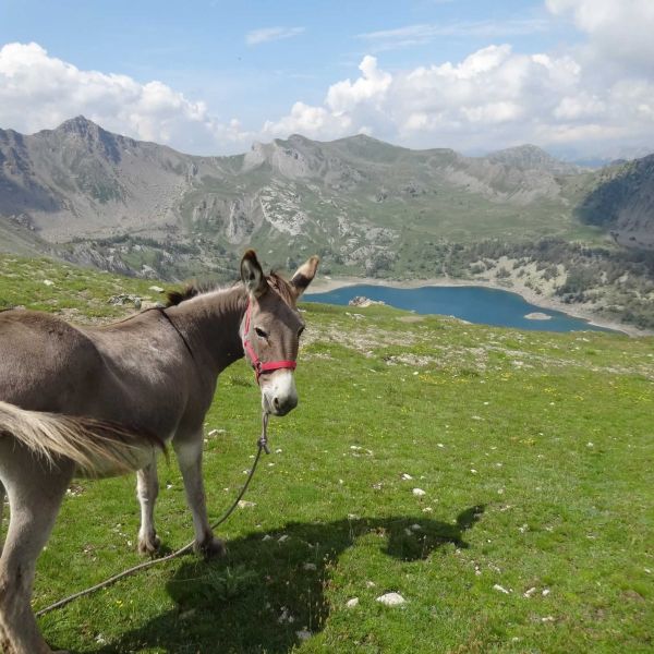 Eselwandern in Frankreich - Provence -  Sdalpen