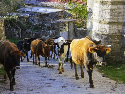 anders reisen auf dem Balkan in Albanien