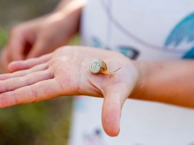 schnecke kind hand natur