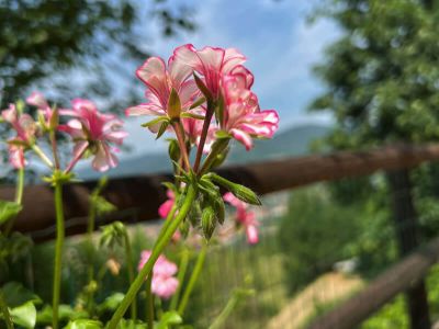 Piemont Azienda Gallo Natur Genuss Blumen Himmel