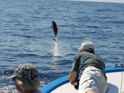 walbeobachtung delfine tuemmler boot