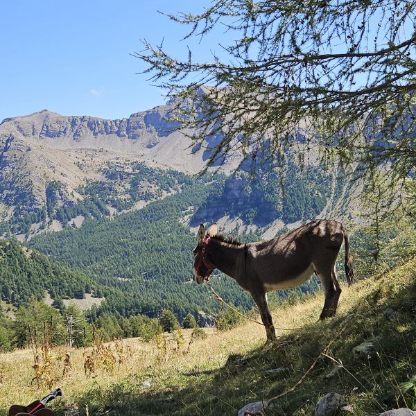 Eselwandern in Frankreich - Provence -  Sdalpen