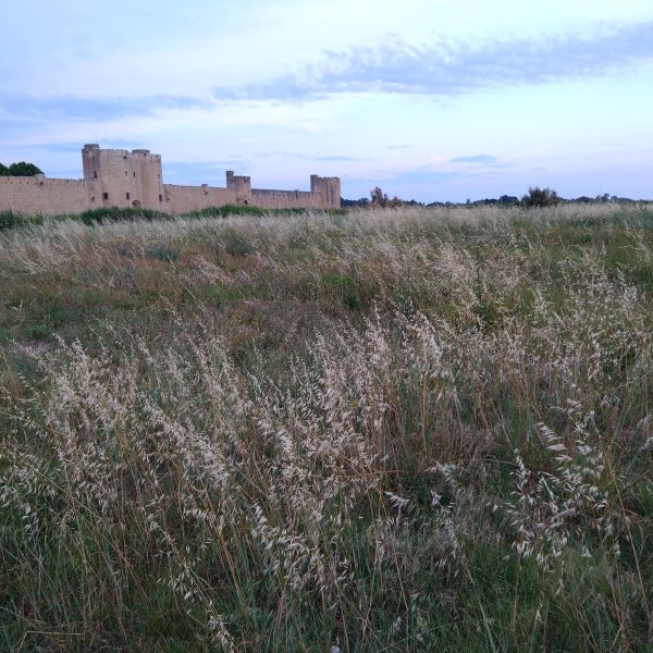 Familienurlaub im Landhaus Mas Fonrouge - Camargue/Sdfrankreich