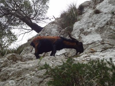 Wandern in der Serra Tramuntana - Bergziege