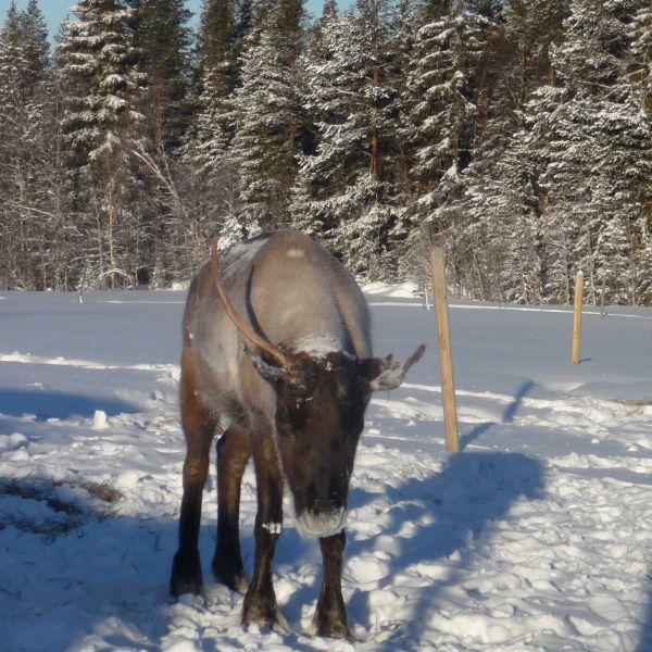 Natur pur: Winterabenteuer im Wildnisdorf - Lappland   