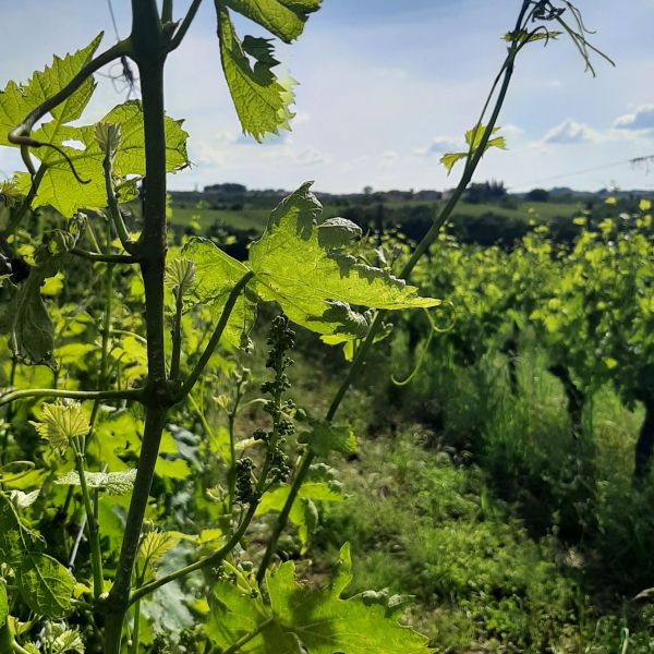 Toskana-Urlaub auf Bio-Weingut bei Vinci