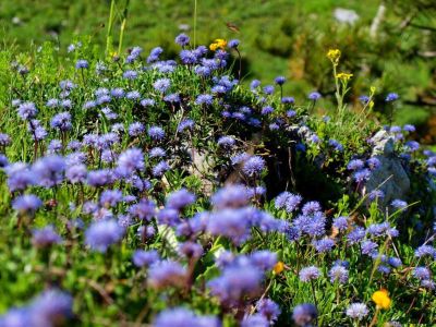 Blhende Blumen Albanien