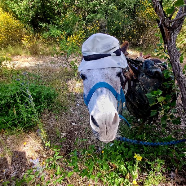 Eselwandern in den Abruzzen: Trekking-Abenteuer in Italien