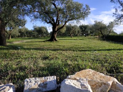 Olivenhain auf Korfu