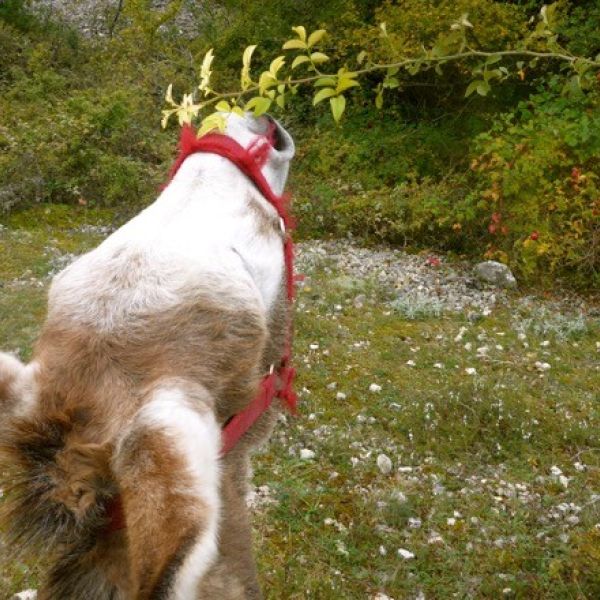 Eselwandern in den Abruzzen: Trekking-Abenteuer in Italien