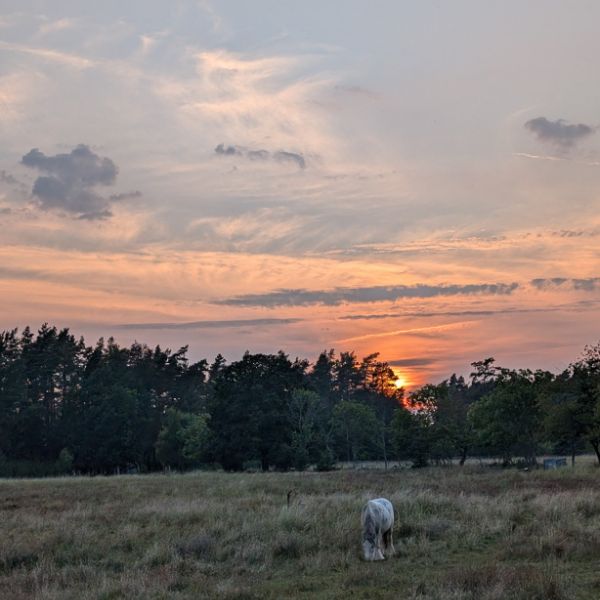 Familienurlaub auf dem Bauernhof auf land - Schweden