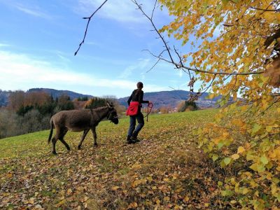 Wandern im bayerischen Wald mit Eseln Familie