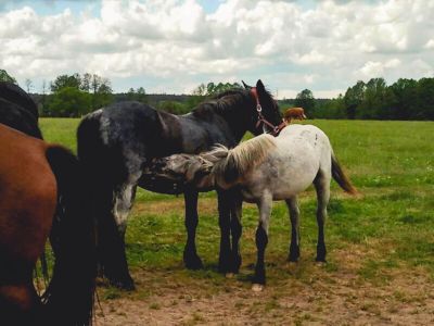 Bauernhofurlaub  Reiterurlaub in Polen