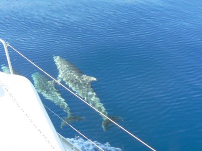 Segeln mit Kindern Korfu Delfine