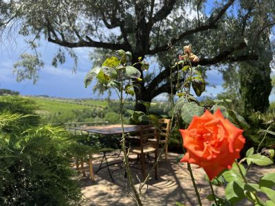 Tosskana Italien Weingut Garten