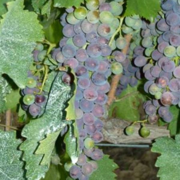Toskana-Urlaub in Bio-Weingut bei Vinci