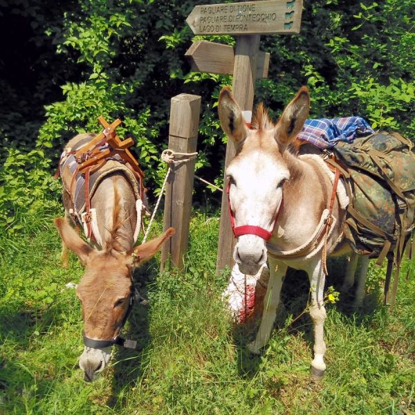 Eselwandern in den Abruzzen: Trekking-Abenteuer in Italien