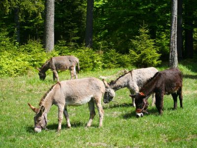 grasende Esel wandern mit Eseln