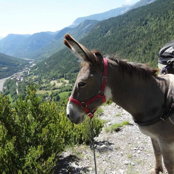 Eselwandern in Frankreich - Provence -  Sdalpen