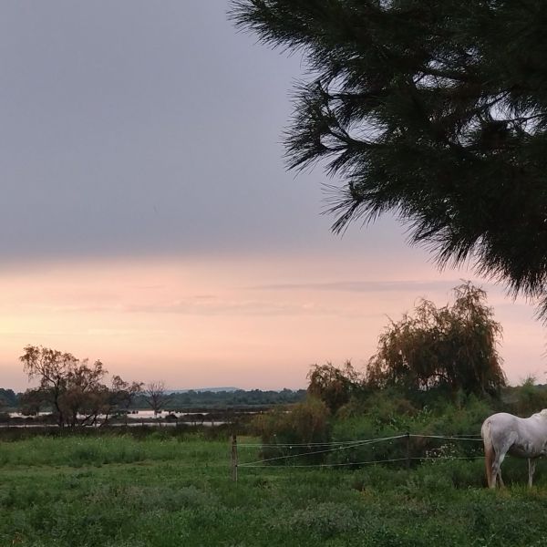 Familienurlaub im Landhaus Mas Fonrouge - Camargue/Sdfrankreich