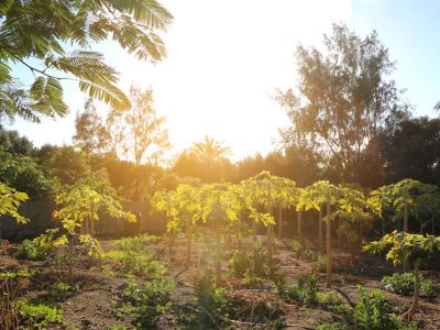 Pflanzen-Bio-Garten-Hotel Gran Canaria