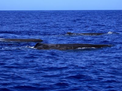 sanftes whale watching la gomera pottwale