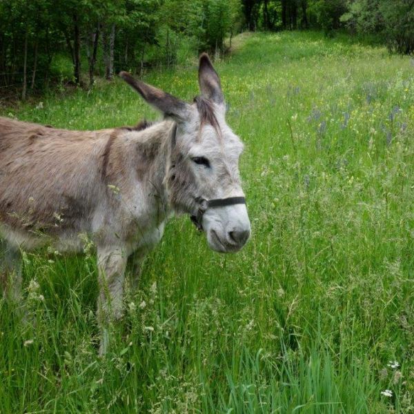 Eselwandern in Frankreich - Provence -  Sdalpen