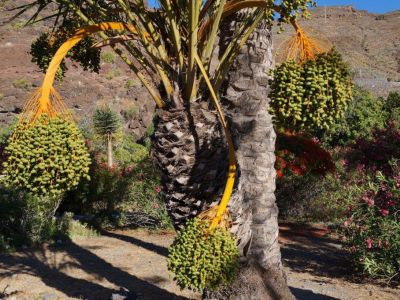 Bio-Finca La Gomera Unterkunft