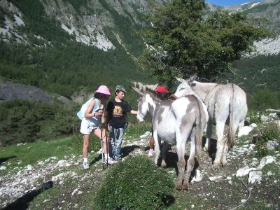 Wandern mit Esel in den sdfranzsischen Seealpen