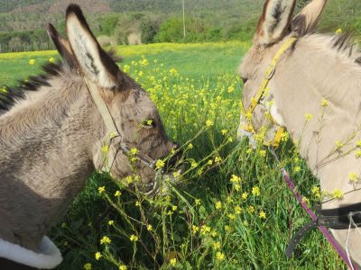 wandern mit esel und hund toskana einfach 