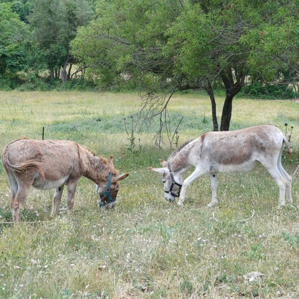 Eselwandern in den Abruzzen: Trekking-Abenteuer in Italien