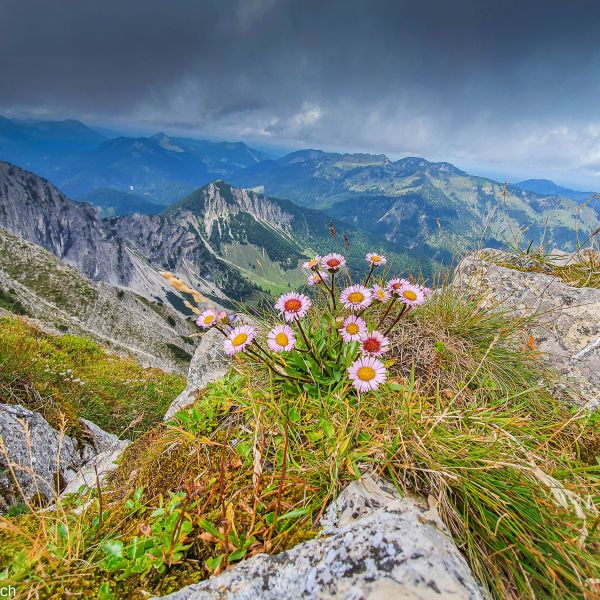 Bio-Urlaub im Thierseetal - Tirol - sterreich