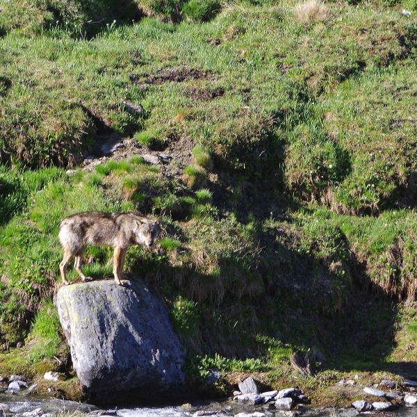 Wandern im Naturpark Queyras - S�dalpen/Frankreich