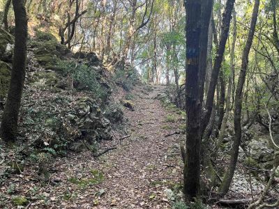 Leerer Waldweg auf dem Korfu-Trail