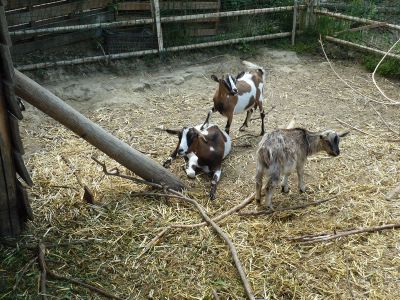 Sommerurlaub Italien Bauernhof Ziegen