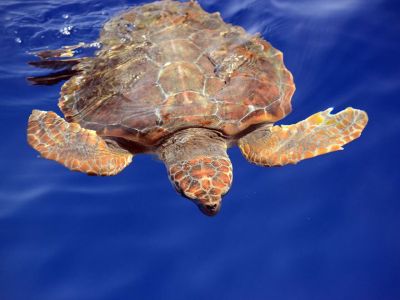 walbeobachtung kanaren la gomera 