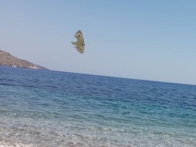 Schmetterling am Strand