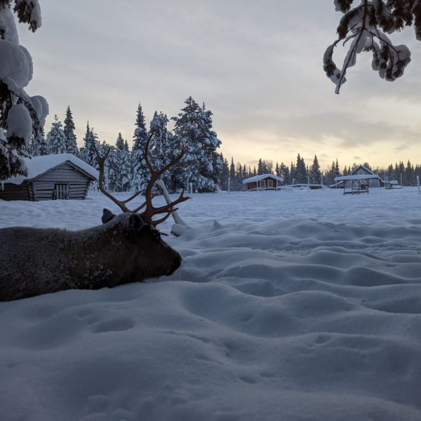 Familienurlaub in Schwedens Lappland - Winterabenteuer am Polarkreis