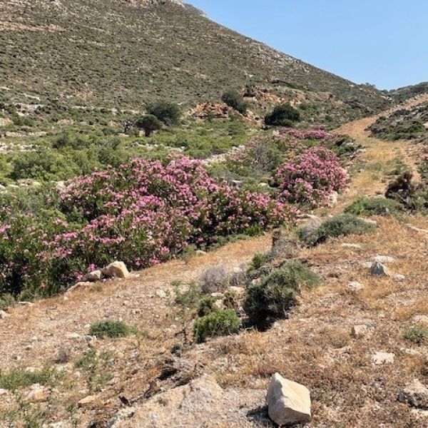 Tilos: Urlaub im Strandhotel, gis