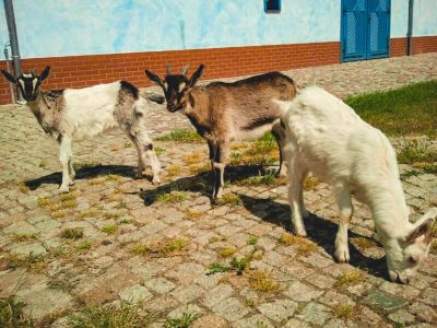 Familienurlaub Ostsee Bauernhof Polen 