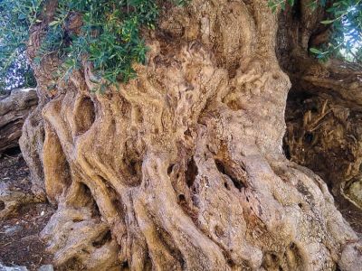 Olivenbaum Natur Wunder Marathias Korfu